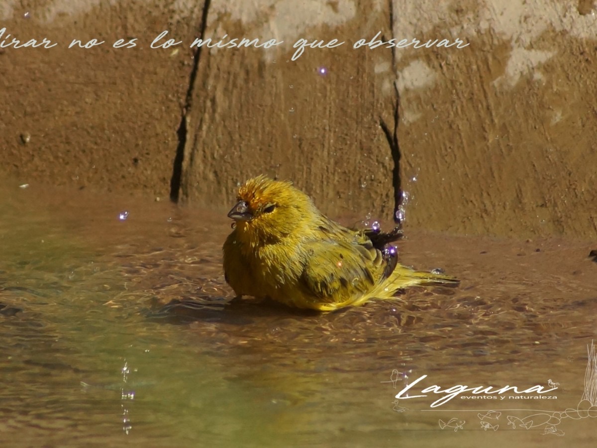 Historia de la laguna