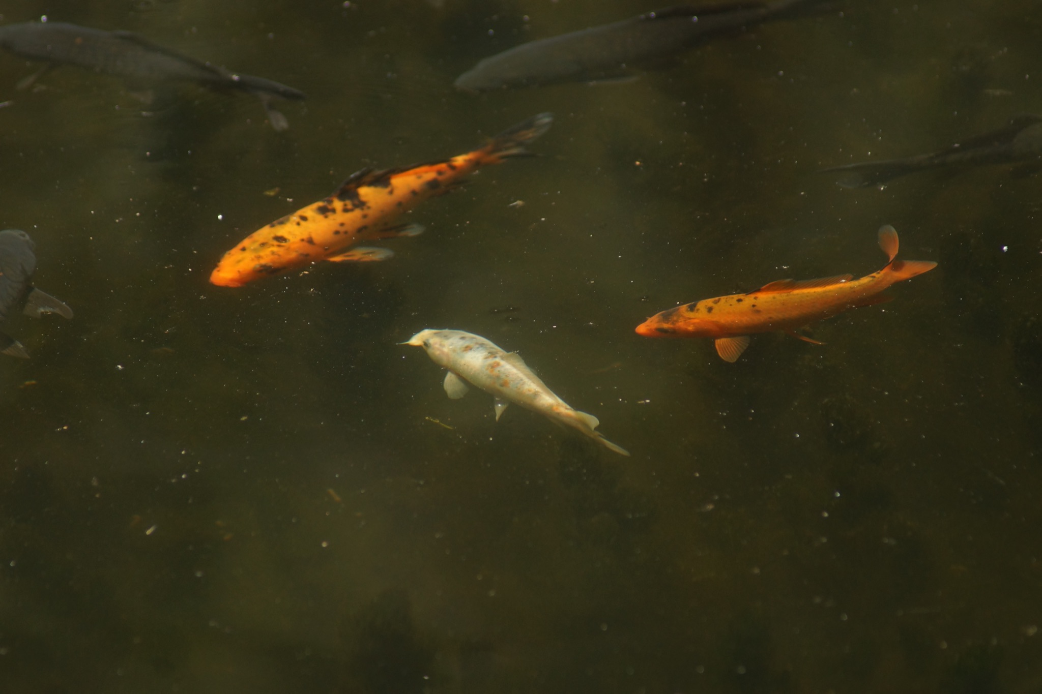 Fauna de la laguna