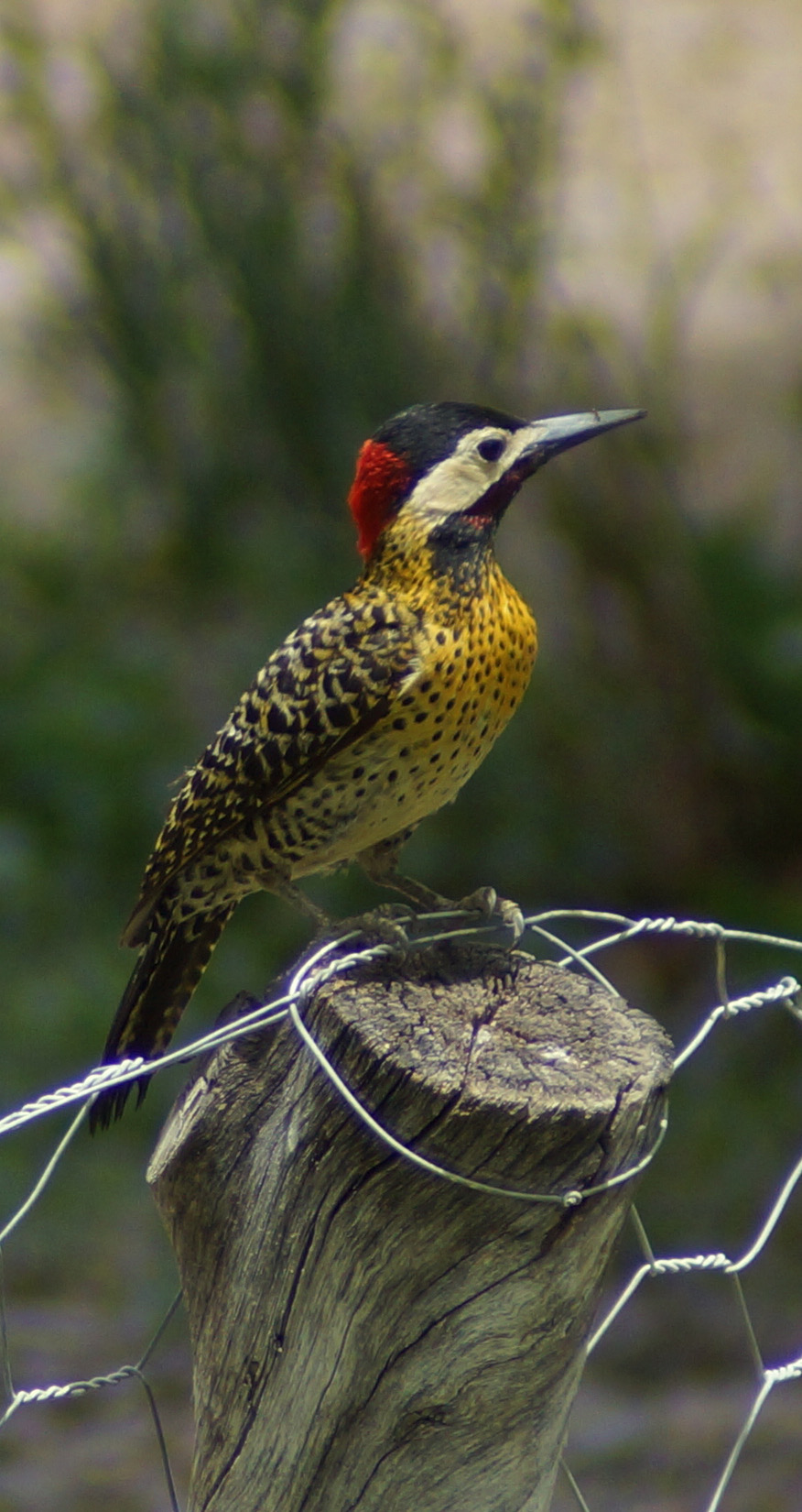 Pájaro carpintero