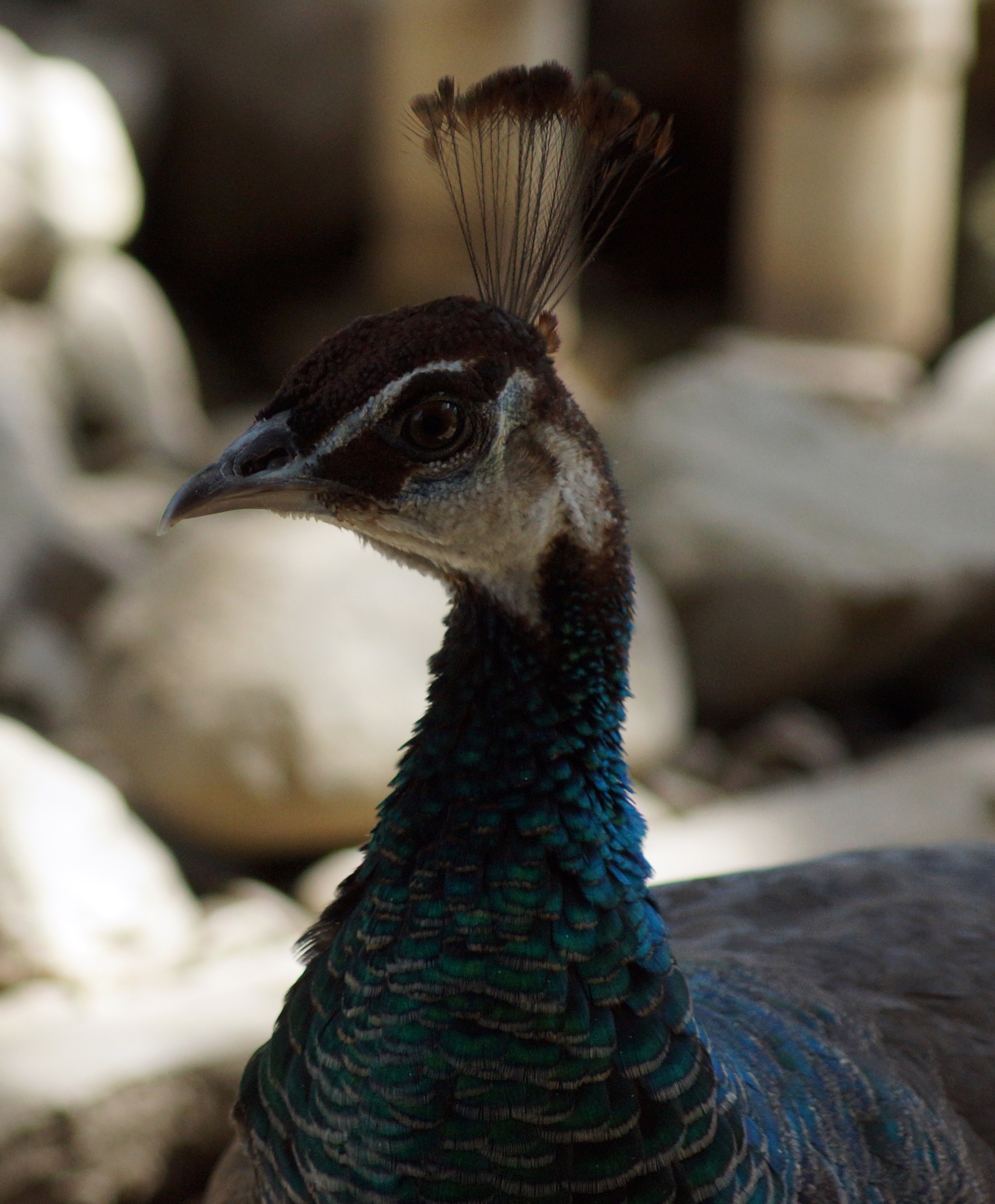 Fauna de Laguna