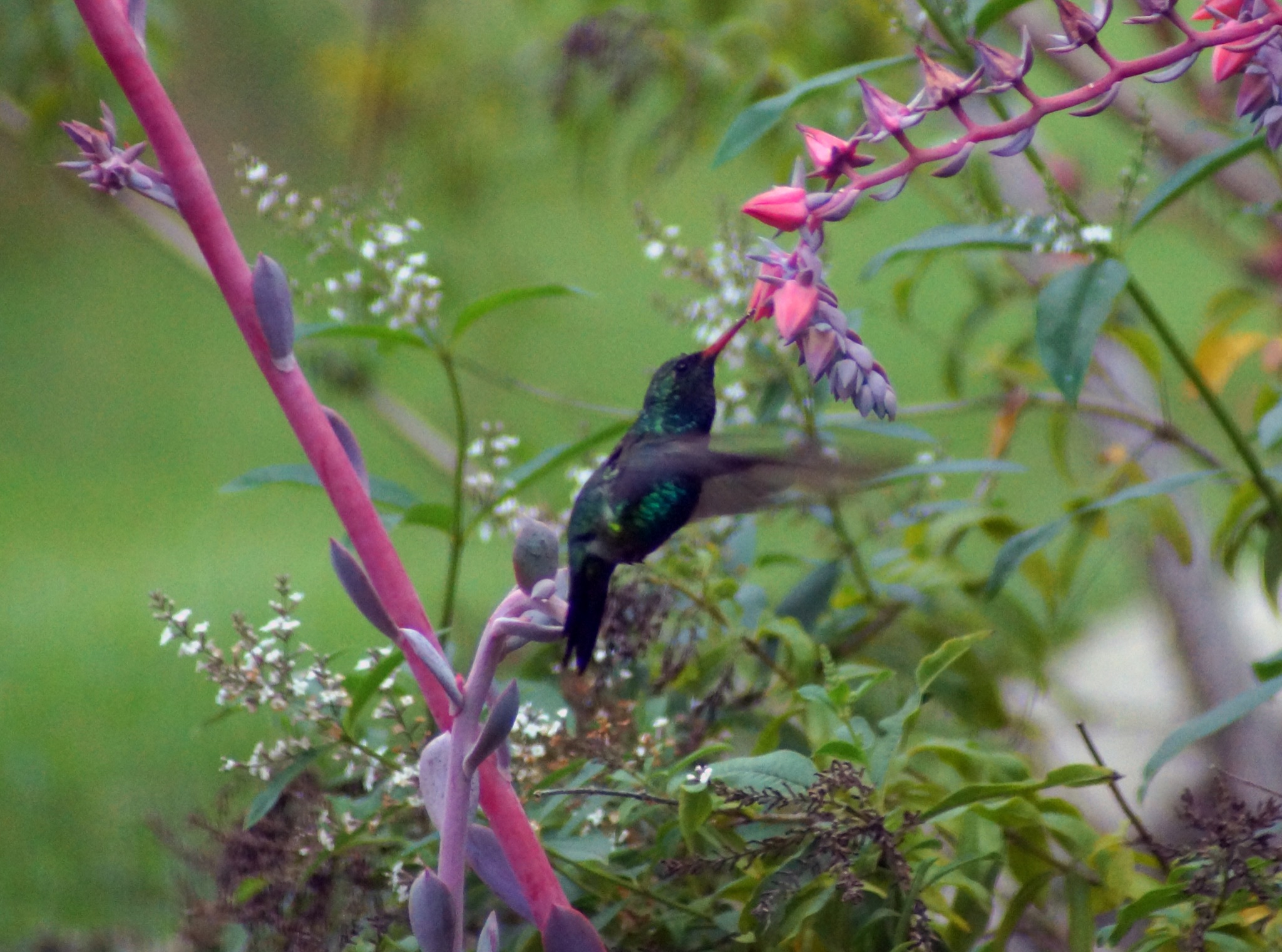 Colibrí