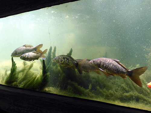 Peces koi